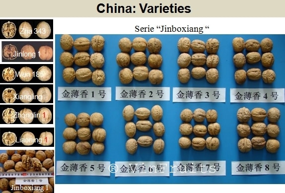 Hạt óc chó Trung Quốc cũng rất đa dạng và phong phú