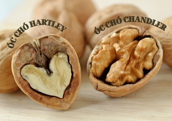 Hạt óc chó Hartley và Chandler