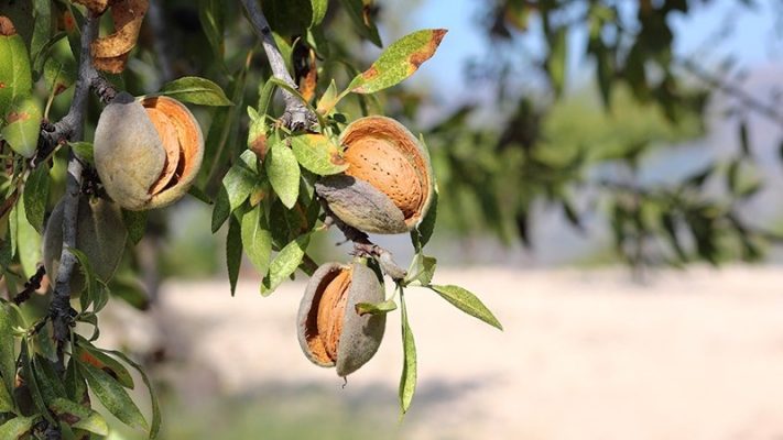 Almonds growing on tree branches