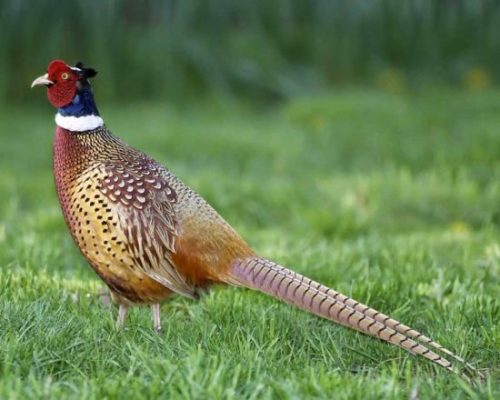 Hạt óc chó kỵ chim trĩ